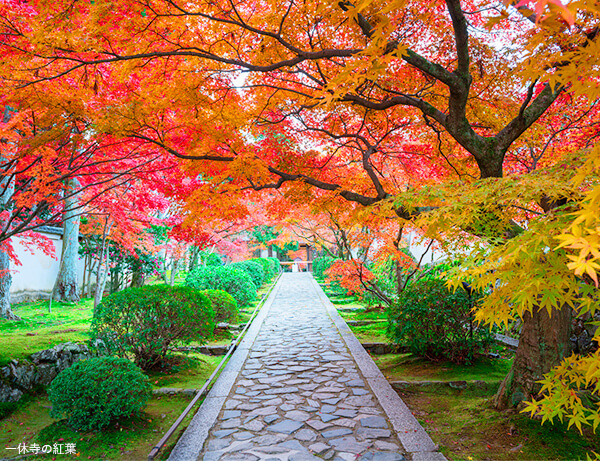 一休寺の紅葉