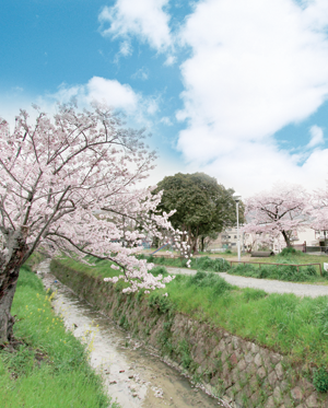 現地前の桜道より